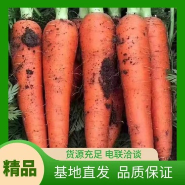 【推荐】福建胡萝卜大量上市，供应电商超市各大批发市场