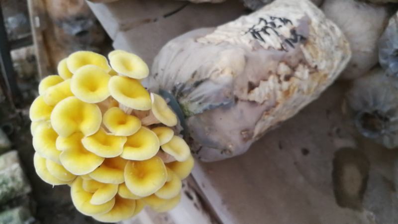 平菇秀珍菇榆黄蘑红平菇灵芝鸡腿菇等家庭休闲小菌棒