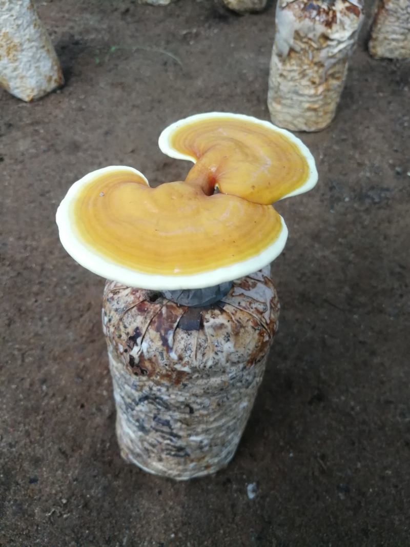 平菇秀珍菇榆黄蘑红平菇灵芝鸡腿菇等家庭休闲小菌棒
