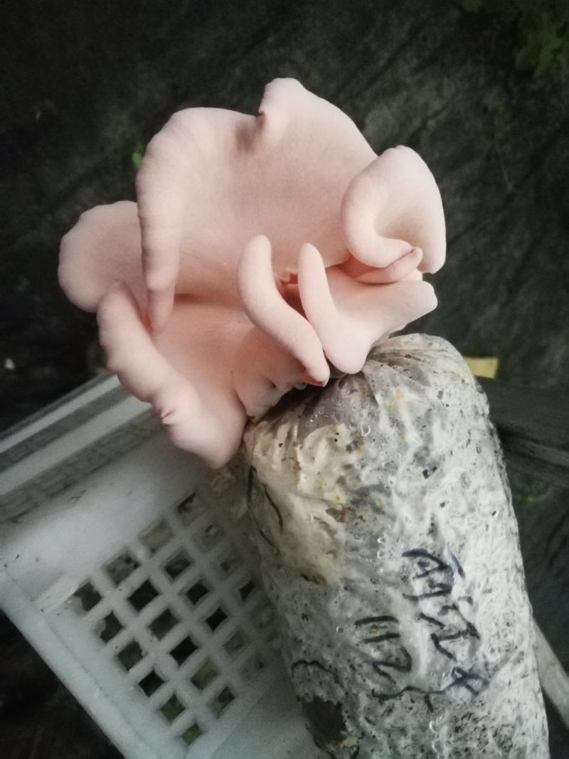 平菇秀珍菇榆黄蘑红平菇灵芝鸡腿菇等家庭休闲小菌棒