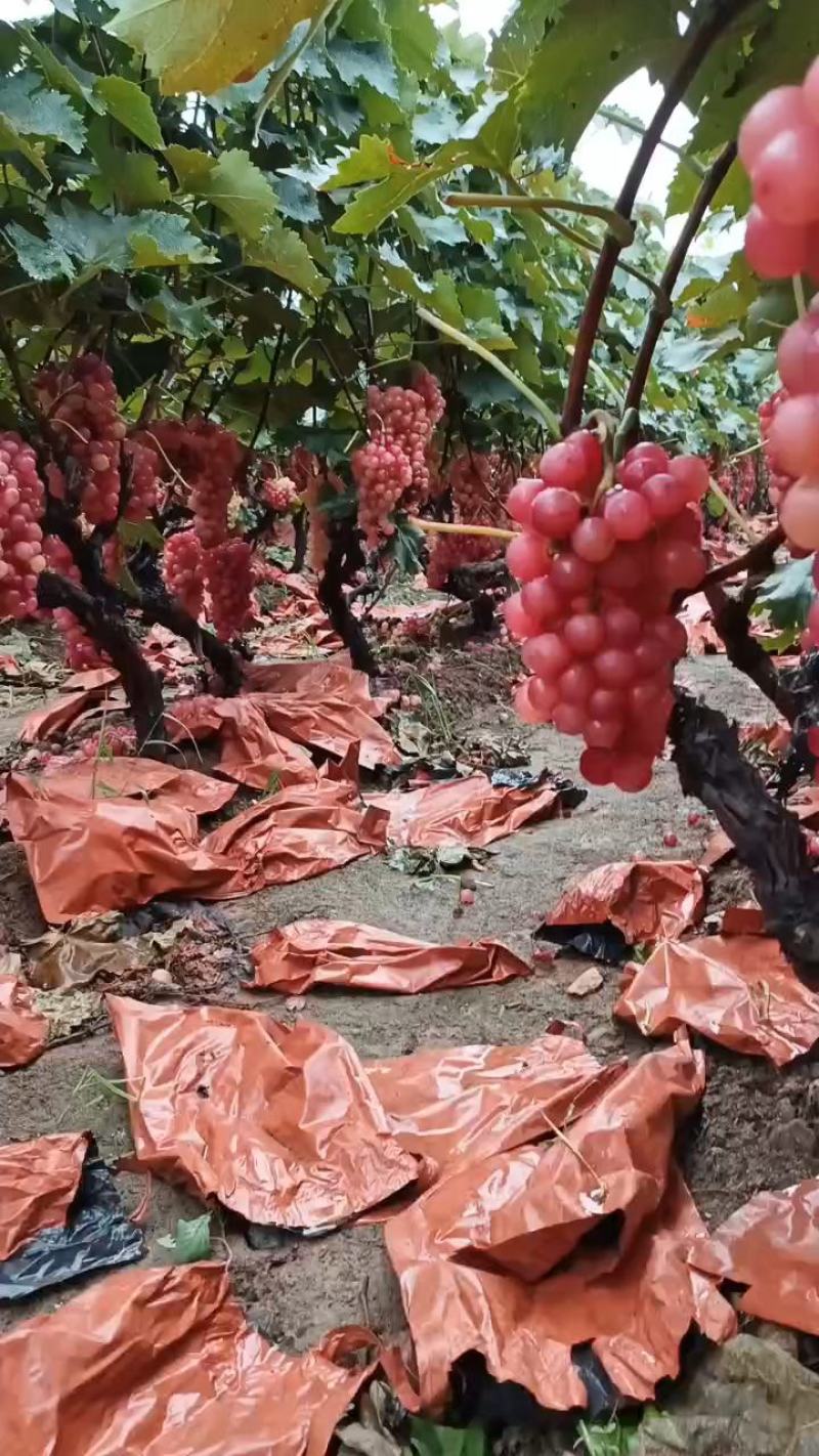 巨峰葡萄