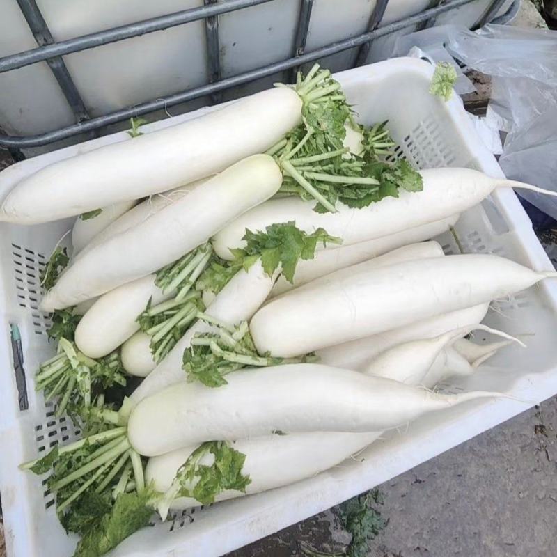 精品萝卜