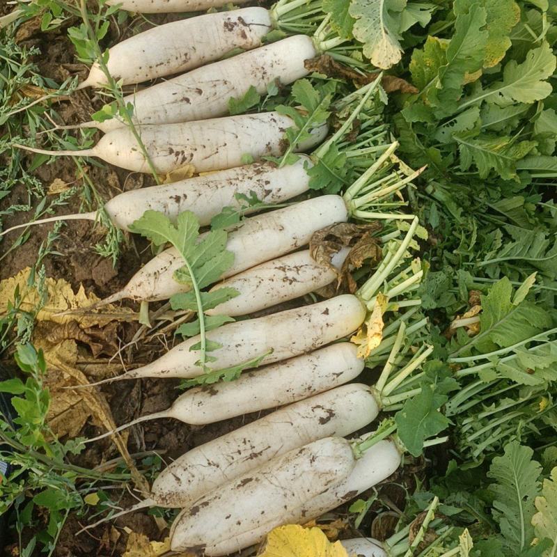 精品白萝卜，大量上市