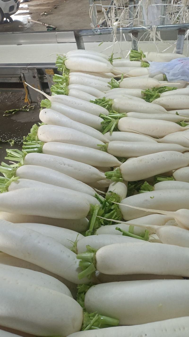精品白萝卜，大量上市