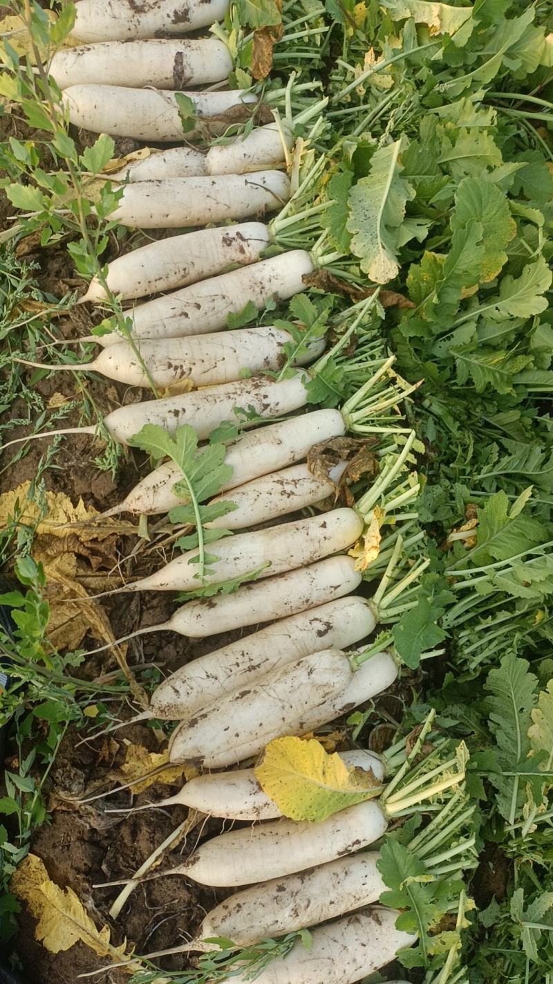 精品白萝卜，大量上市