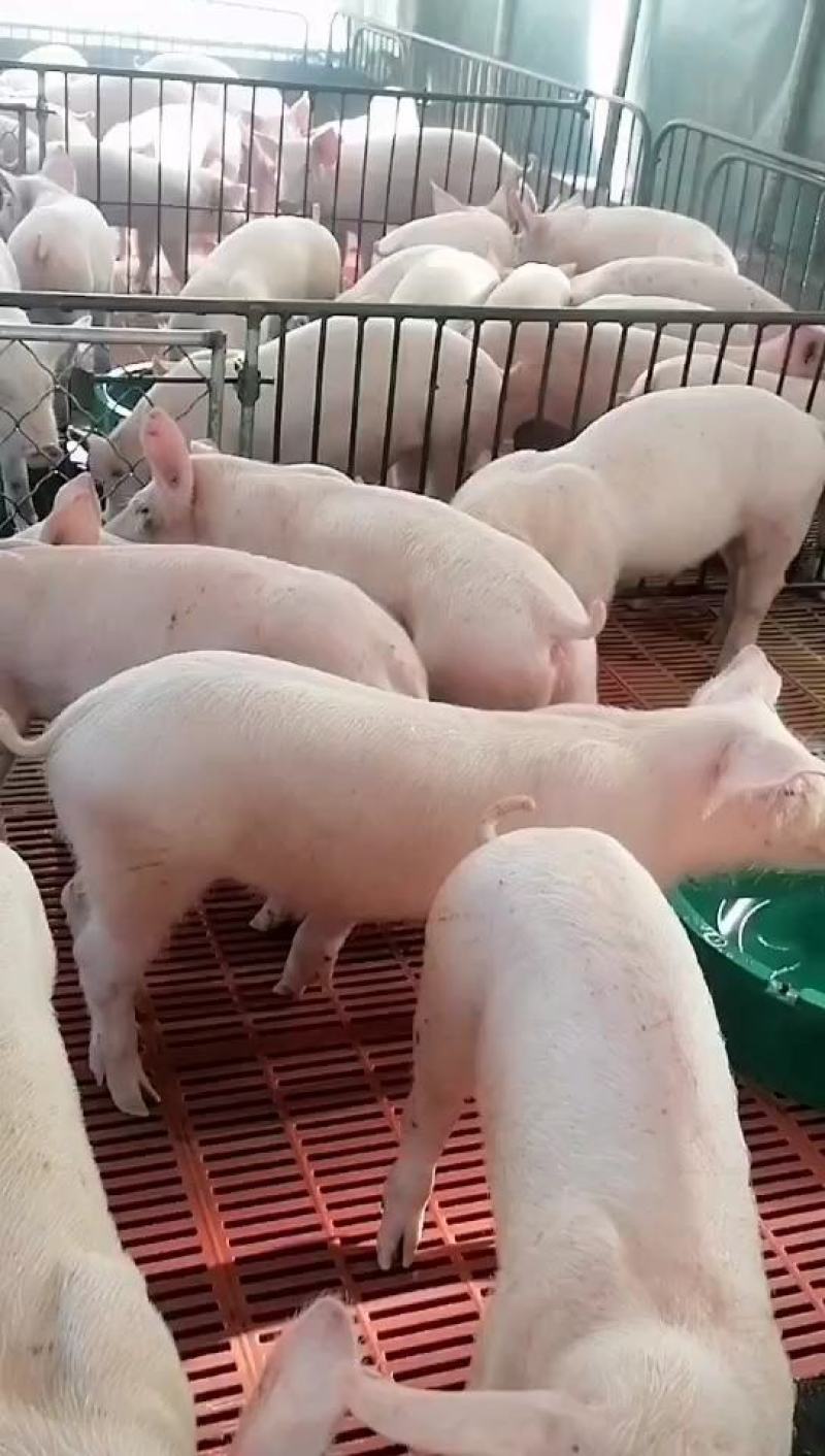 热销日照三元仔猪大量批发，临沂小猪母猪品种齐全，防疫到位
