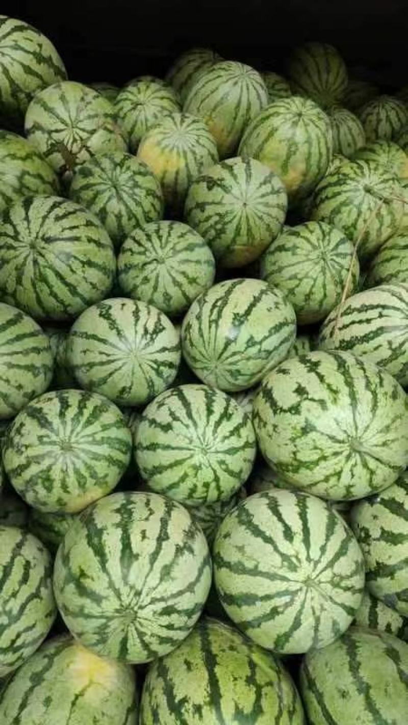 鲜秧活吧，开园西瓜大掉价