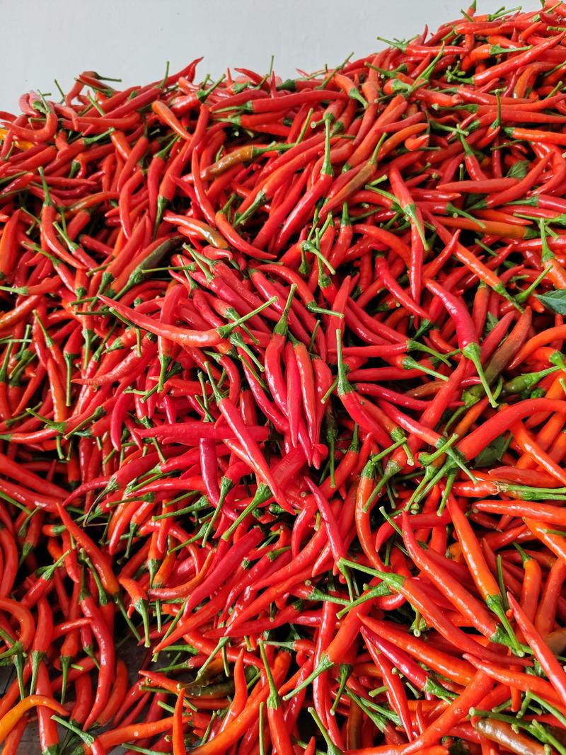 商丘艳红小米椒大量上市了，品种有精品京红，天香系列