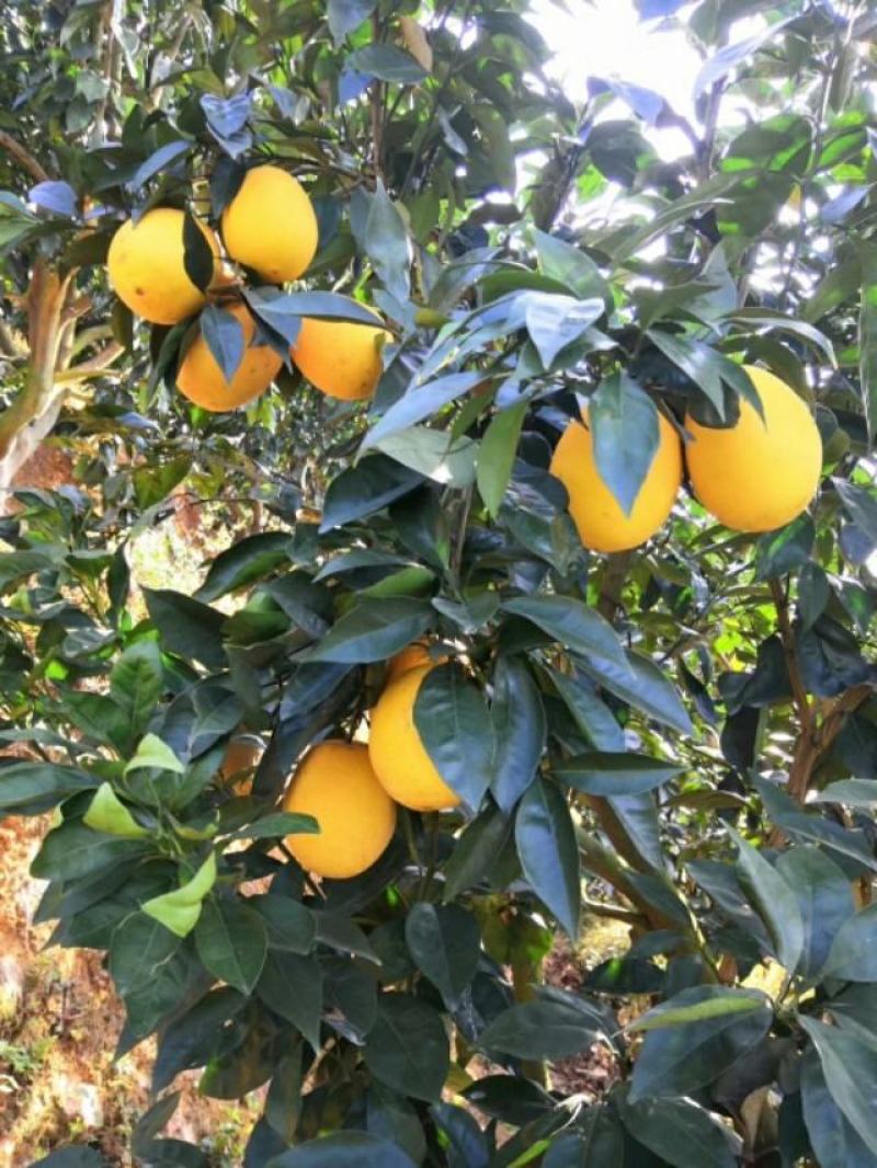 预售福建平和木瓜蜜丁带有菠萝香的橙子统货