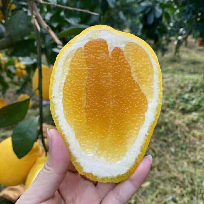 预售福建平和木瓜蜜丁带有菠萝香的橙子统货