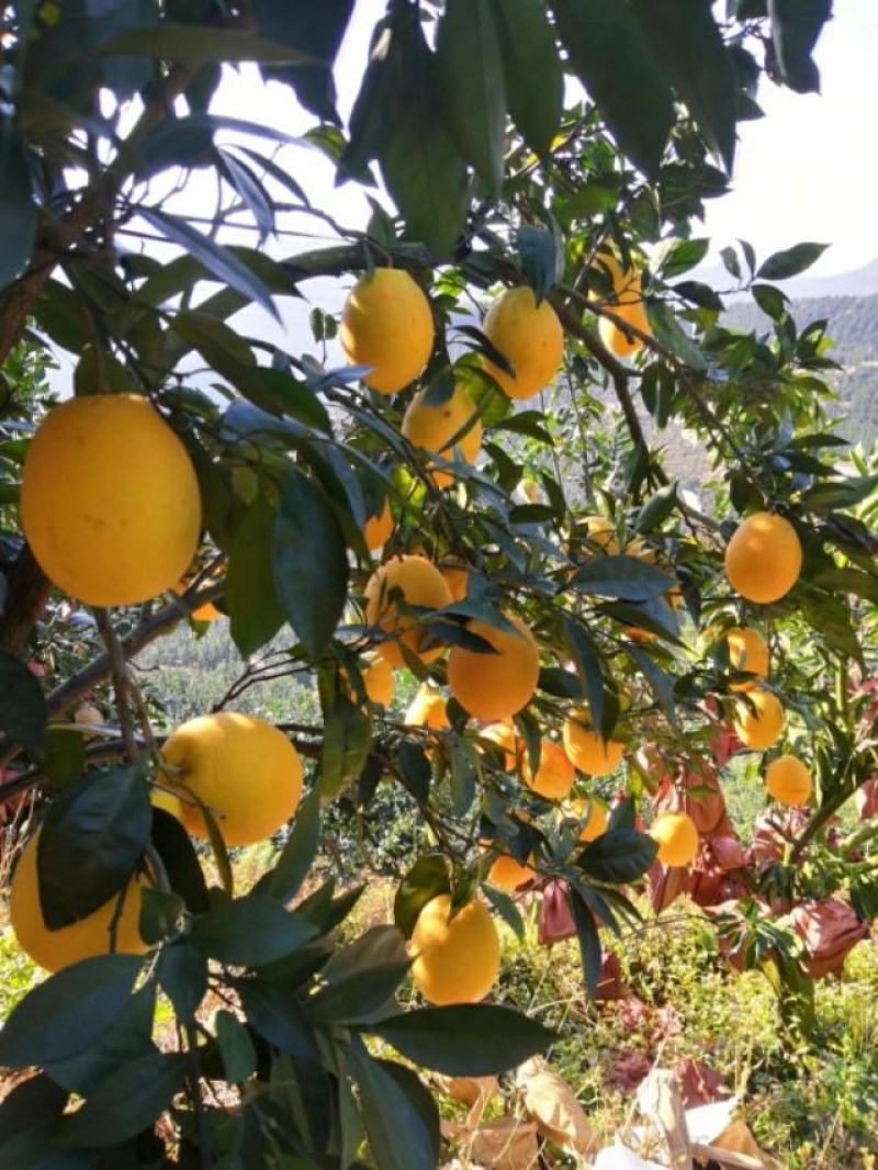 预售福建平和木瓜蜜丁带有菠萝香的橙子统货