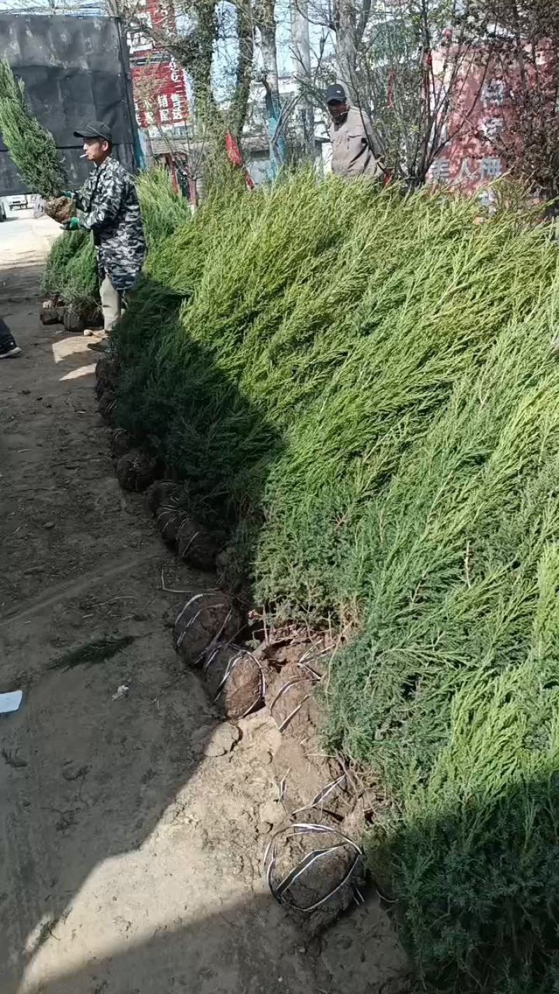 塔柏1.5米高自己苗圃苗出售，量大优惠带土球发货