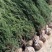 塔柏1.5米高自己苗圃苗出售，量大优惠带土球发货