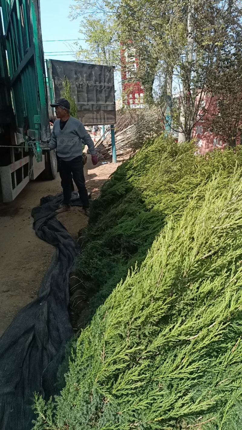 塔柏1.5米高自己苗圃苗出售，量大优惠带土球发货