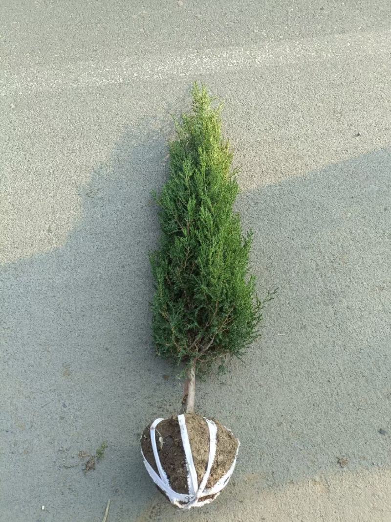 塔柏1.5米高自己苗圃苗出售，量大优惠带土球发货