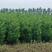 塔柏1.5米高自己苗圃苗出售，量大优惠带土球发货