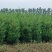 塔柏1.5米高自己苗圃苗出售，量大优惠带土球发货