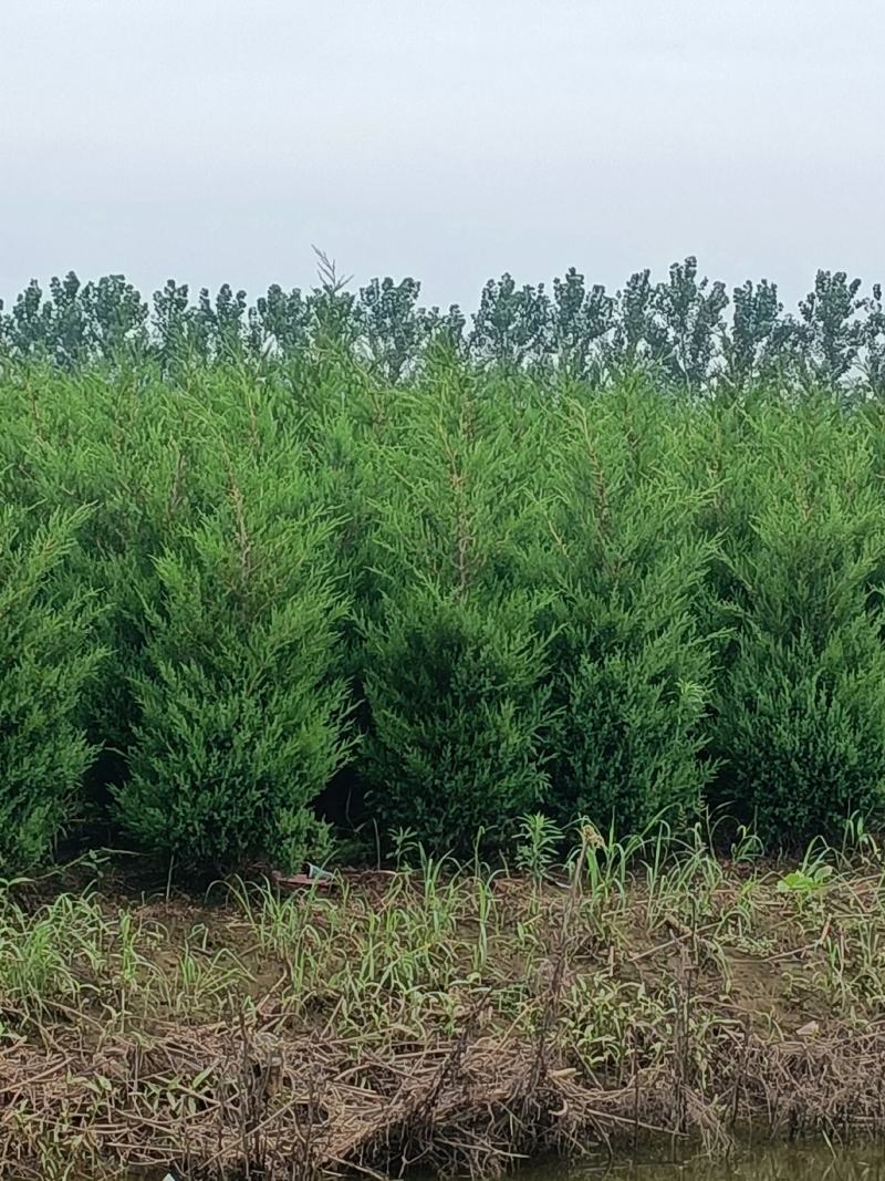 塔柏1.5米高自己苗圃苗出售，量大优惠带土球发货