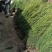 塔柏1.5米高自己苗圃苗出售，量大优惠带土球发货