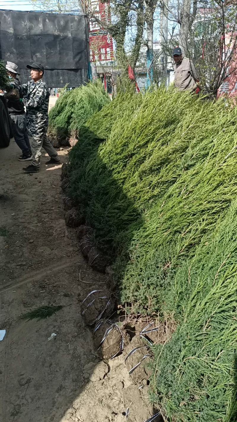 塔柏1.5米高自己苗圃苗出售，量大优惠带土球发货