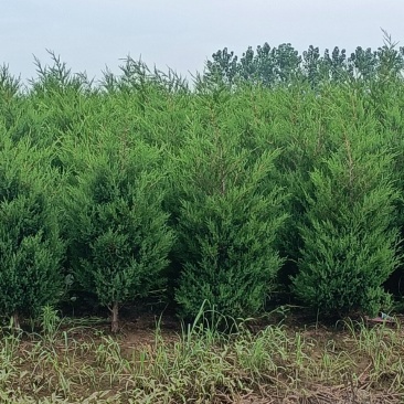 塔柏1.5米高自己苗圃苗出售，量大优惠带土球发货