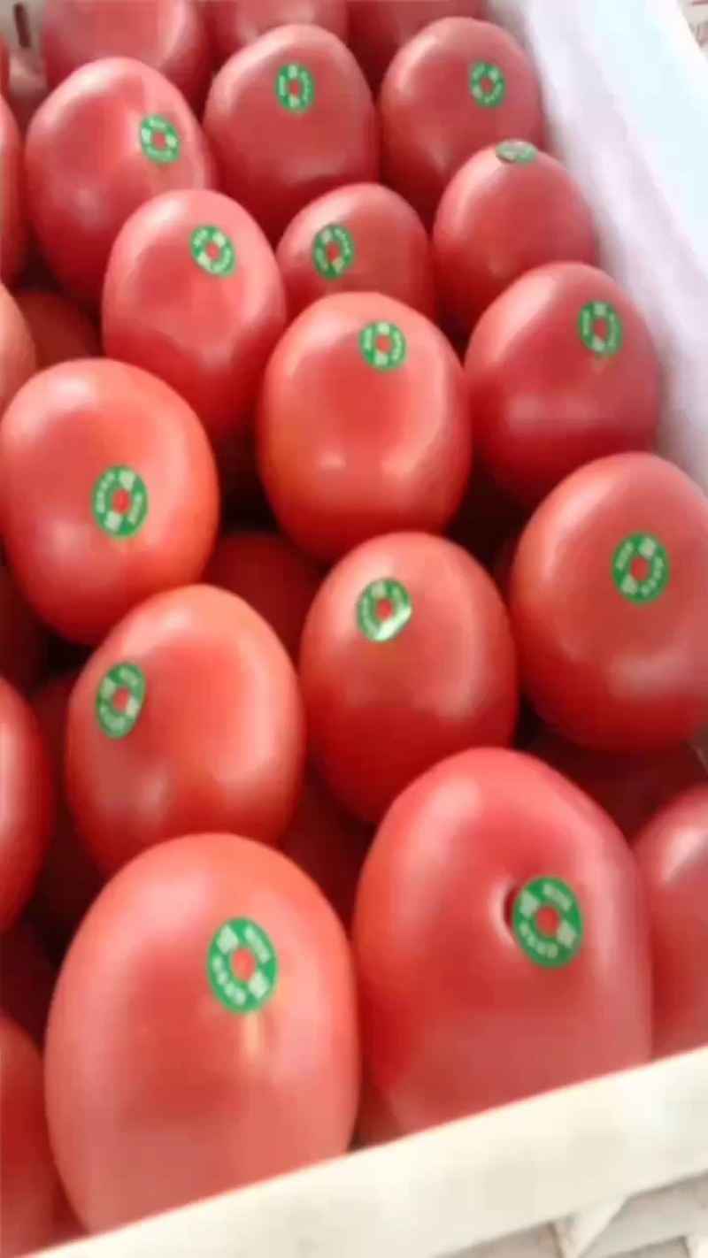 西葫芦