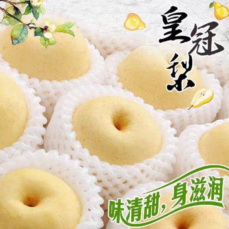 陕西皇冠梨大量上市，产地直销，一手货源，