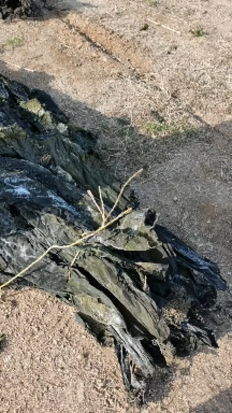 山东威海散干海带现货先发可视频看货欢迎来电咨询