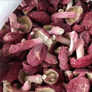 野生红菌菇
