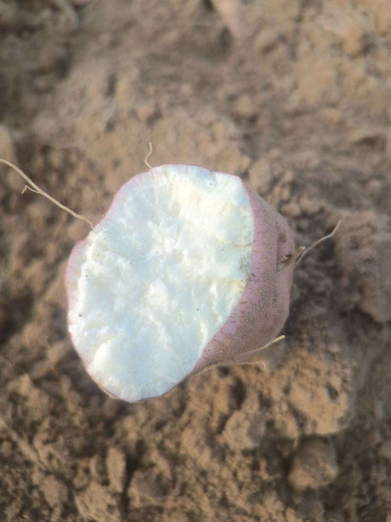 【推荐】山东德州精品白哈蜜红薯软糯香甜口感好