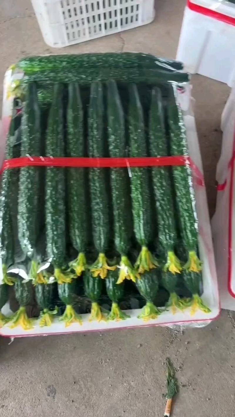 河南夏邑县密刺黑油黄瓜大量上市中，欢迎新老客户联系。