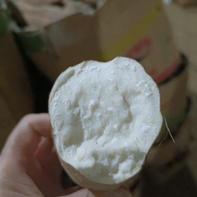 【推荐】山东德州精品白哈蜜红薯软糯香甜口感好