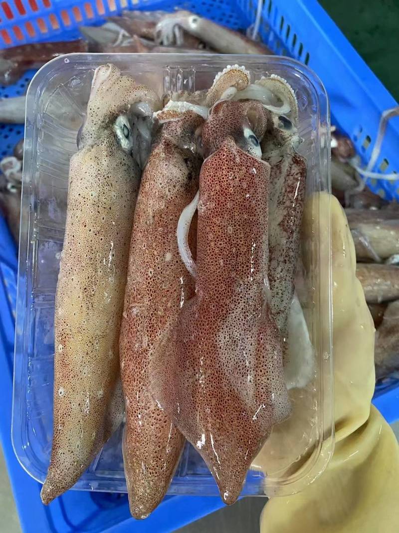 鱿鱼、北海鱿鱼、净重足一斤包装发货、灯照船捕长期有量直批