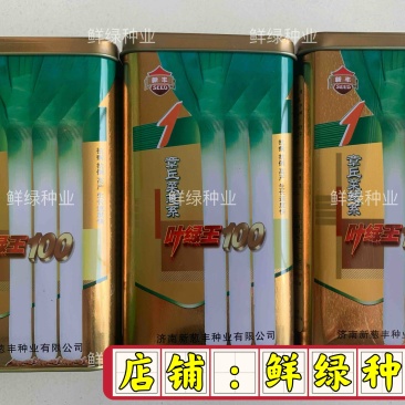 章丘菜葱系叶绿王100抗病抗倒丰产生长速度快