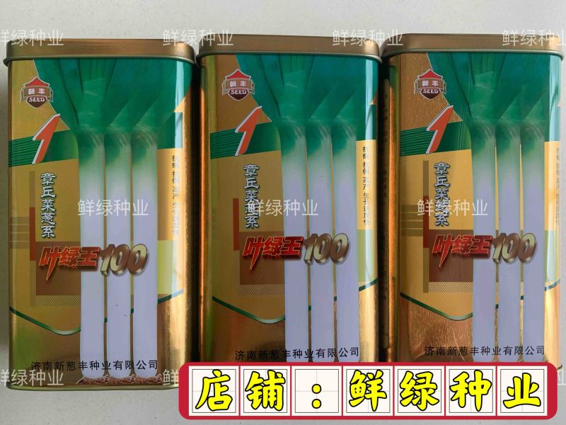 章丘菜葱系叶绿王100抗病抗倒丰产生长速度快