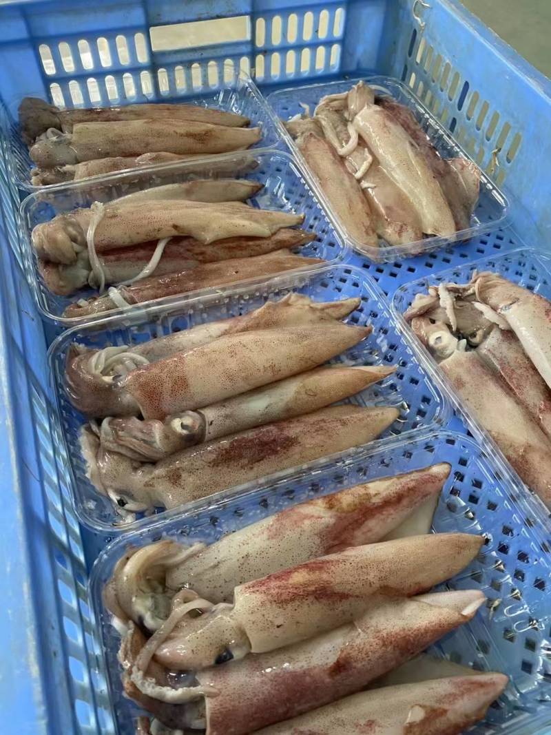 鱿鱼、北海鱿鱼、净重足一斤包装发货、灯照船捕长期有量直批