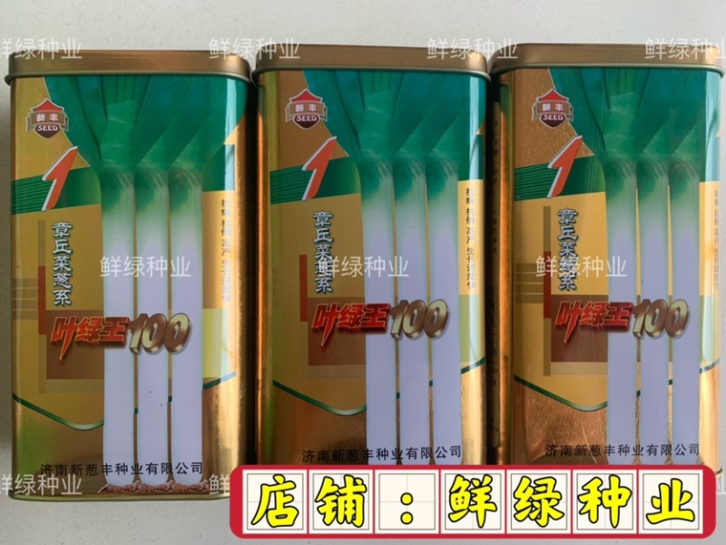 章丘菜葱系叶绿王100抗病抗倒丰产生长速度快