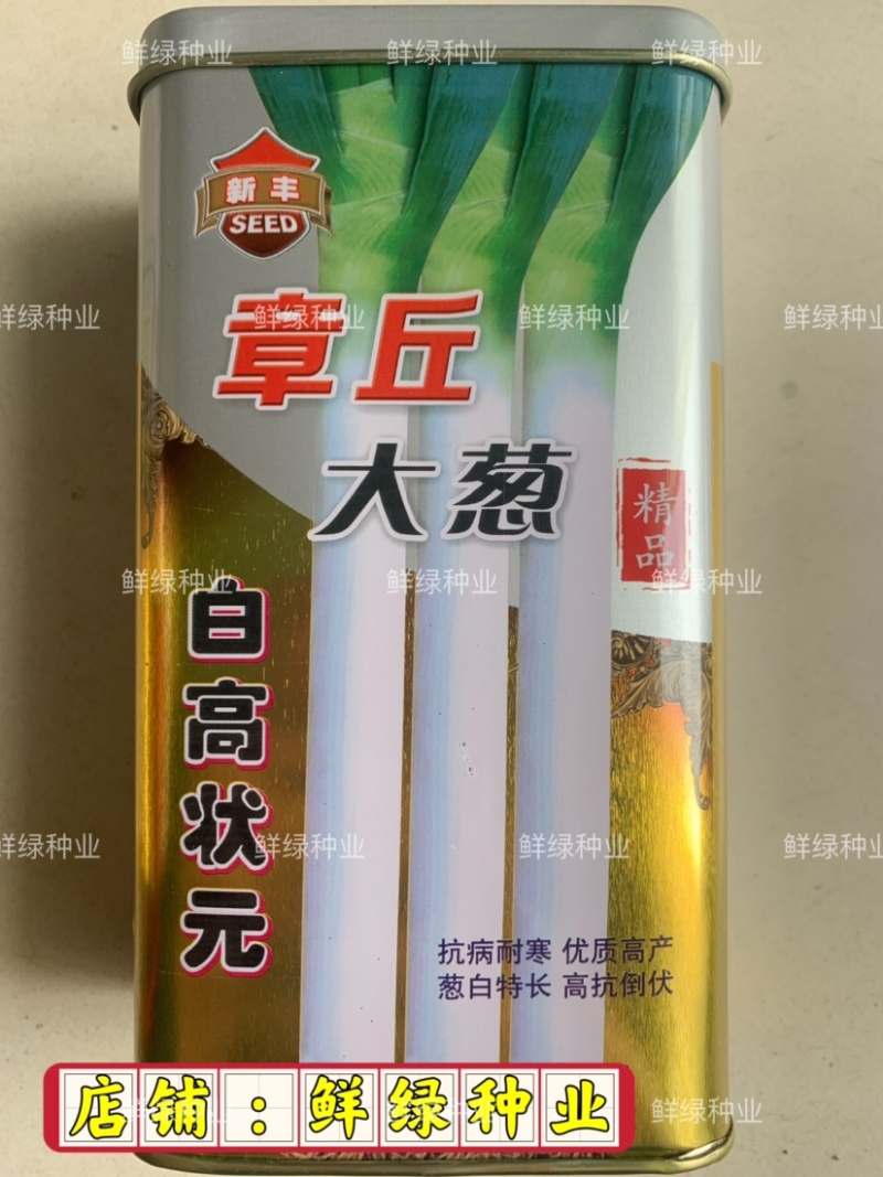 章丘菜葱系叶绿王100抗病抗倒丰产生长速度快