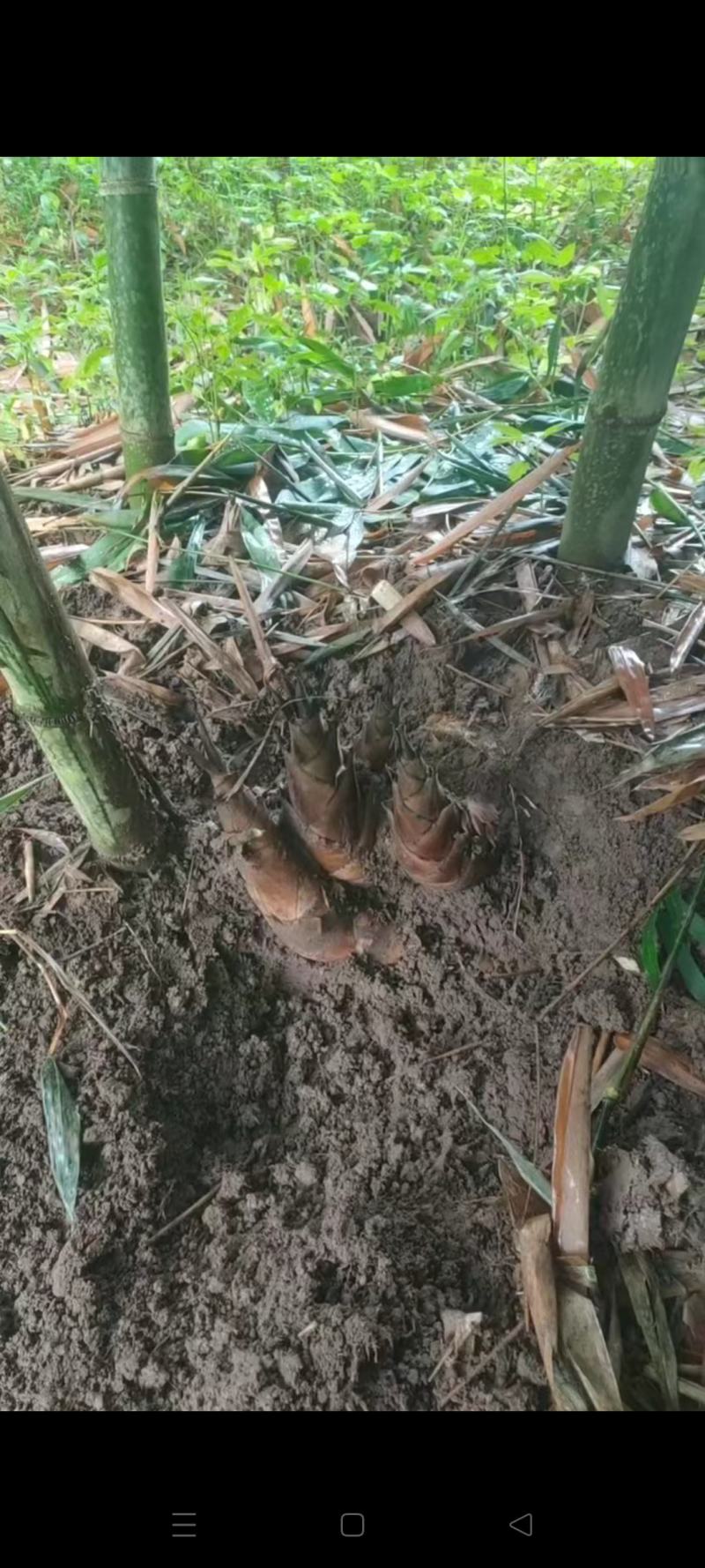 碧玉甜竹笋可以生吃哦