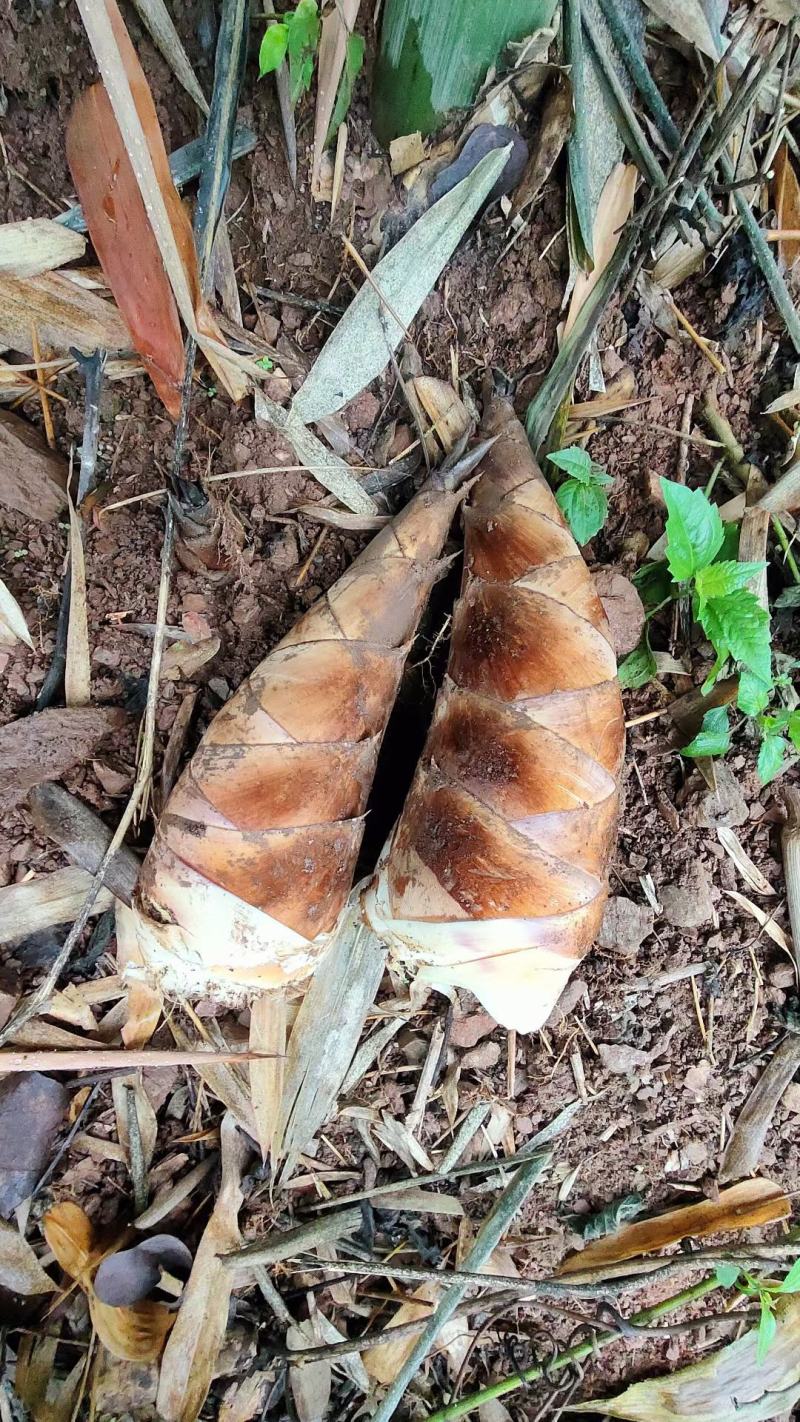 碧玉甜竹笋可以生吃哦