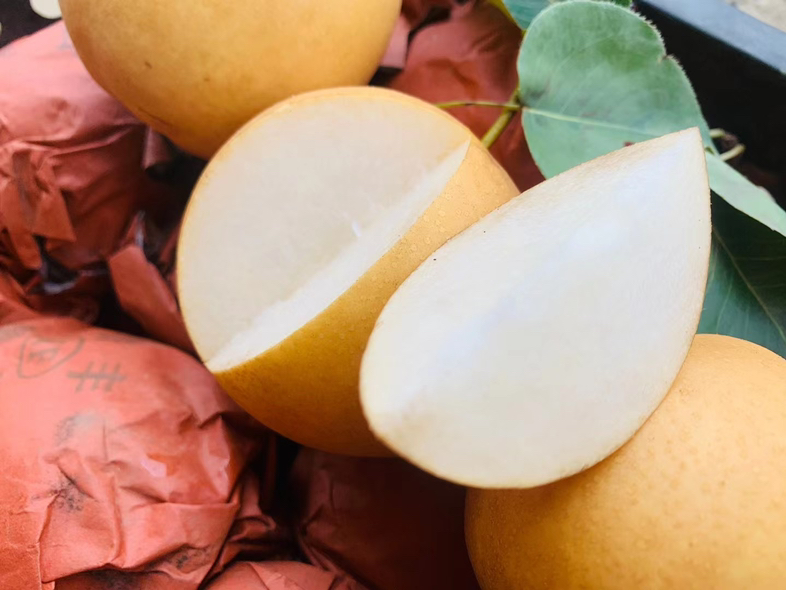 白梨果实特写,展示其黄白色果皮与完整果形 白梨特写图