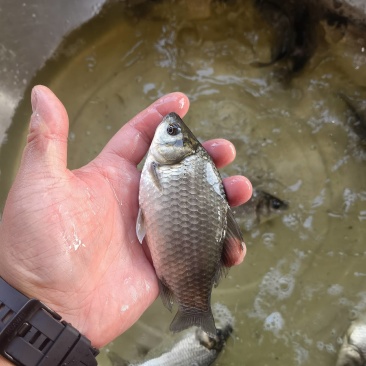 鲫鱼中科三号银鲫中科五号江都鲫常州鲫各种淡水鱼苗