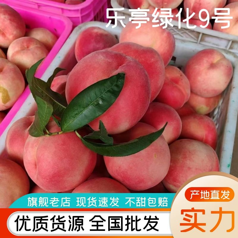 河北唐山绿化九毛桃电商市场商超货欢迎来电