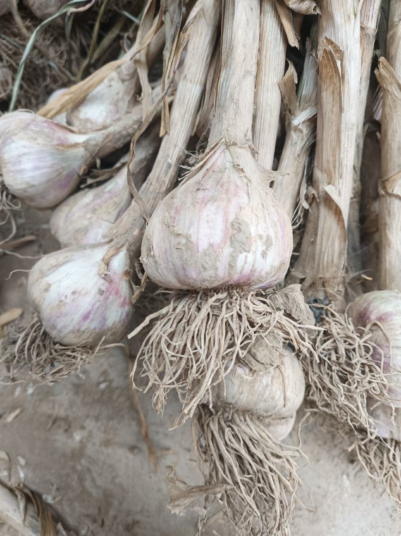 甘肃紫皮大蒜