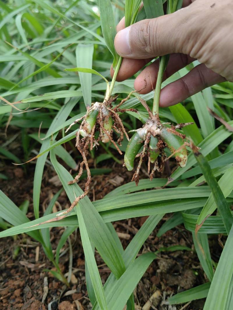 紫花三叉白芨苗