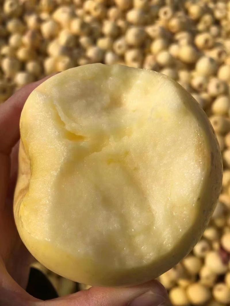 山东烟台精品奶油富士苹果，产地直发价格真实，欢迎选购