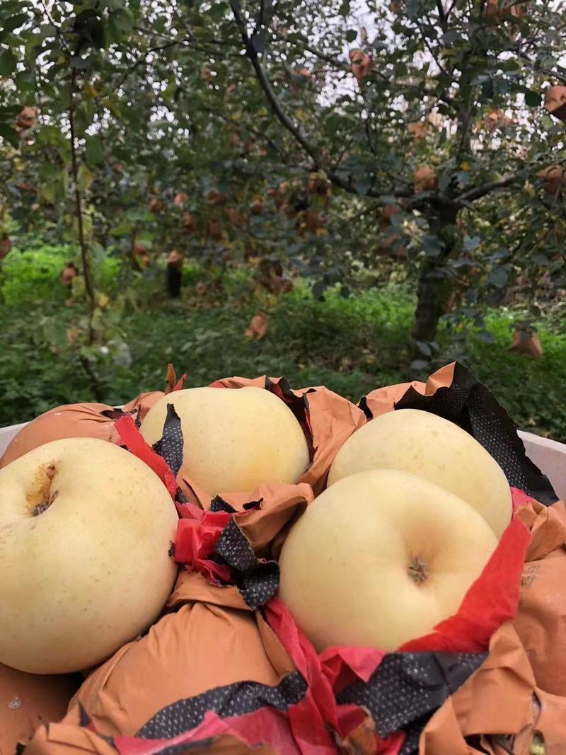 山东烟台精品奶油富士苹果，产地直发价格真实，欢迎选购