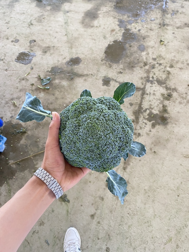 张北精品西兰花，电商西兰花，货量多多，需要可以来订单啦