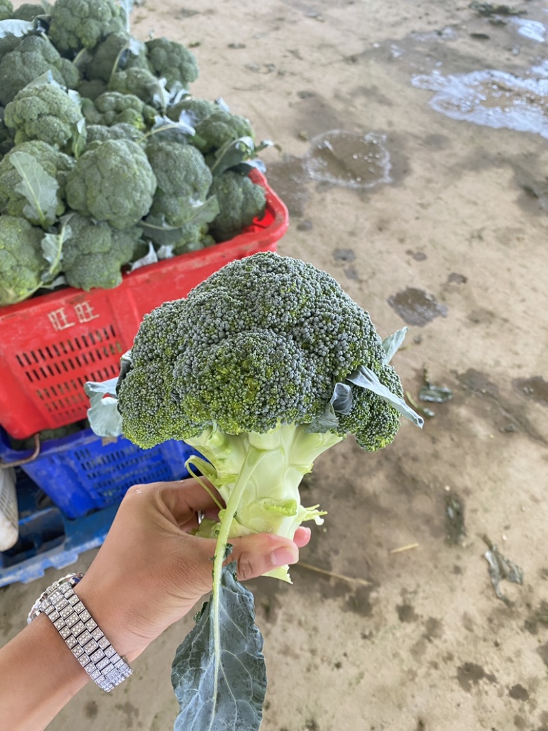 张北精品西兰花，电商西兰花，货量多多，需要可以来订单啦