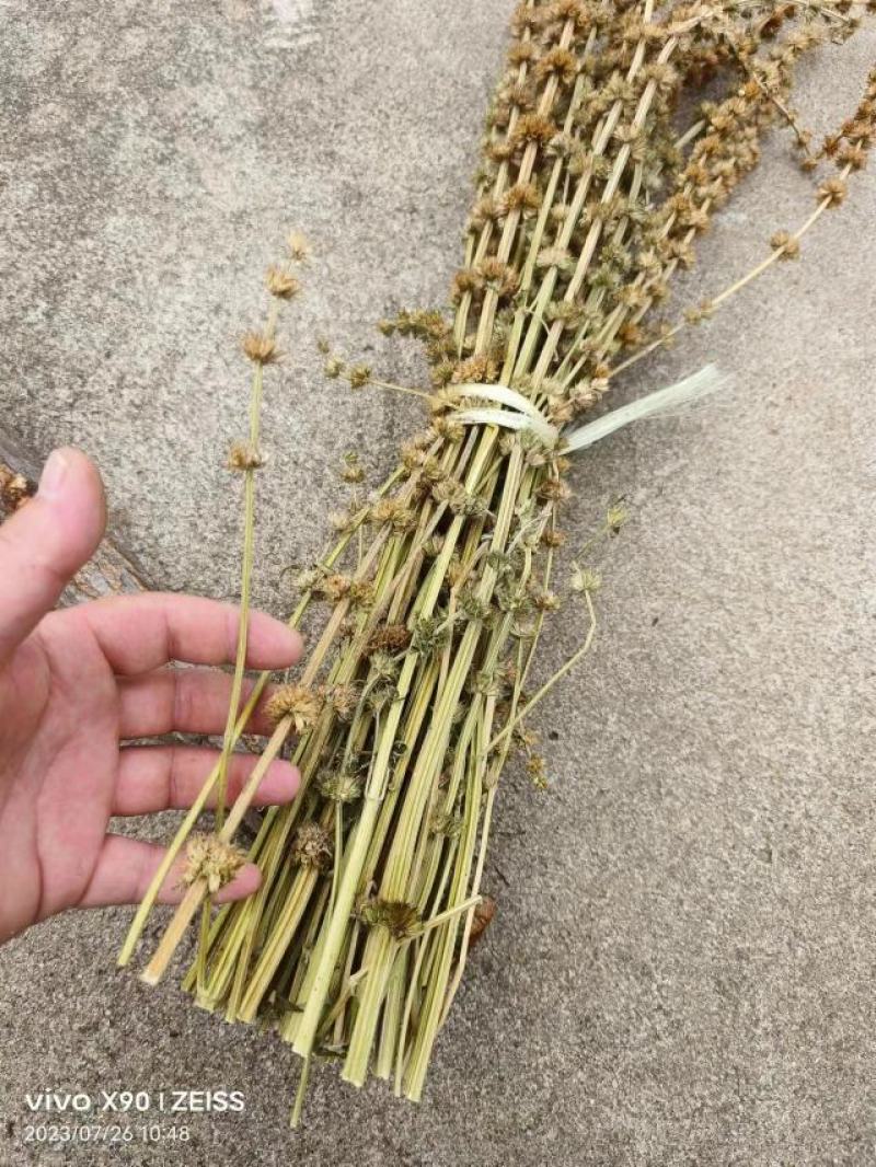 益母草药厂工艺